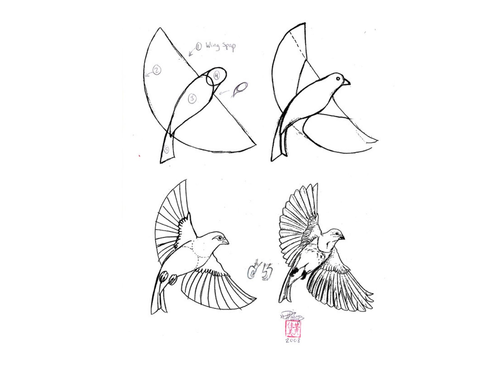 Рисунок птицы 5 класс. Рисование птиц. Рисунки птиц карандашом для начинающих. Схема рисования птицы. Поэтапное рисование птиц.