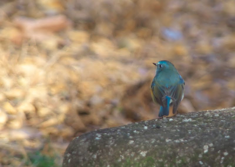 なぜこの島のサルはメスよりもオスとのセックスが多いのでしょうか?