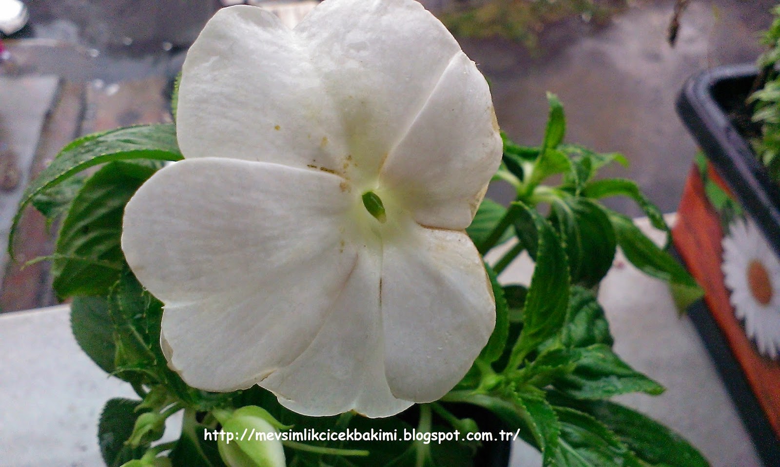 CAM GÜZELİ (Yeni Gine) BAKIMI | Çiçek Bakımı, Çiçek ...