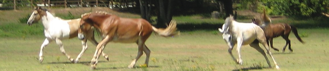 Little Creek Farm