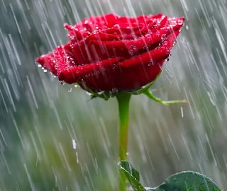 Rose day images Top7 hd image