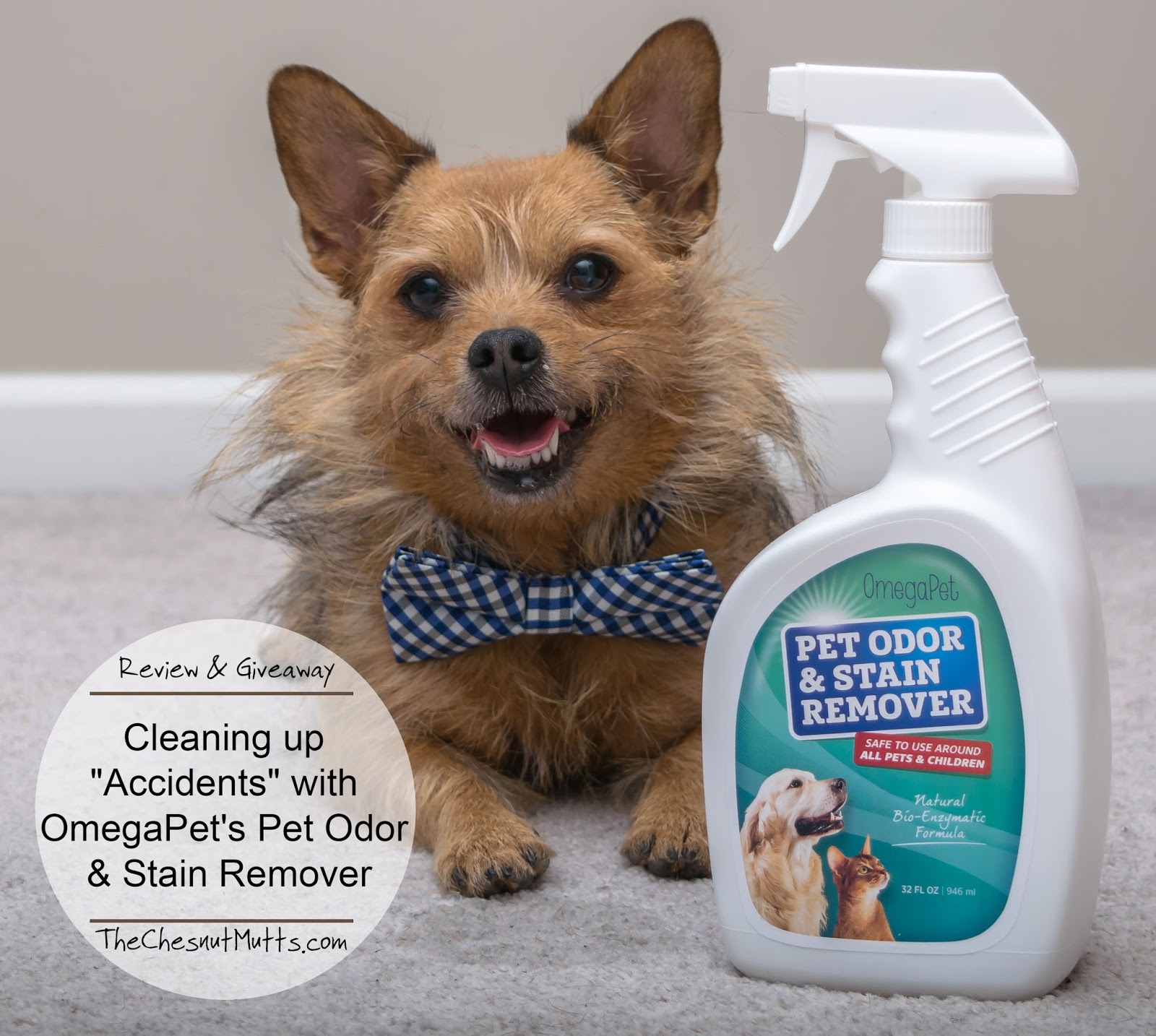 Pet Stain Odor. Pets Cleaners. My best pet