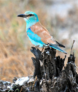 European Roller