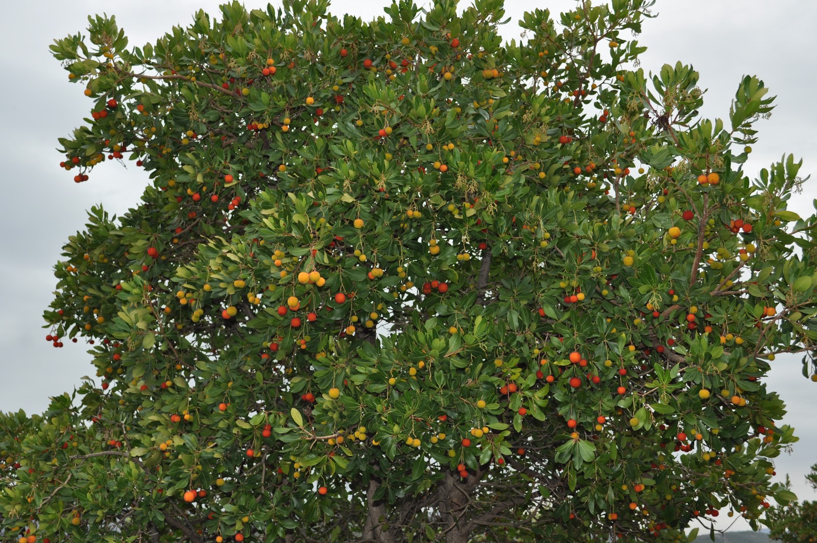 RioYeguas: Madroños, color y sabor en el otoño