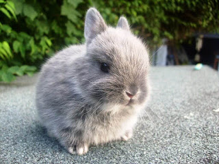 Netherland Dwarf Rabbit