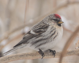 Female Common Redpoll. photo © Shelley Banks, all rights reserved. Female Common Redpoll. photo © Shelley Banks, all rights reserved.