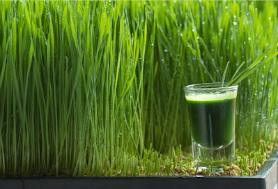 Wheatgrass Wheatgrass