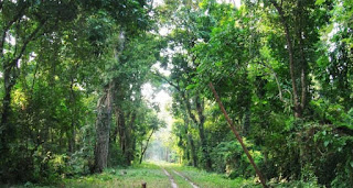 Dehing Patkai Wildlife Sanctuary to be a National Park Status