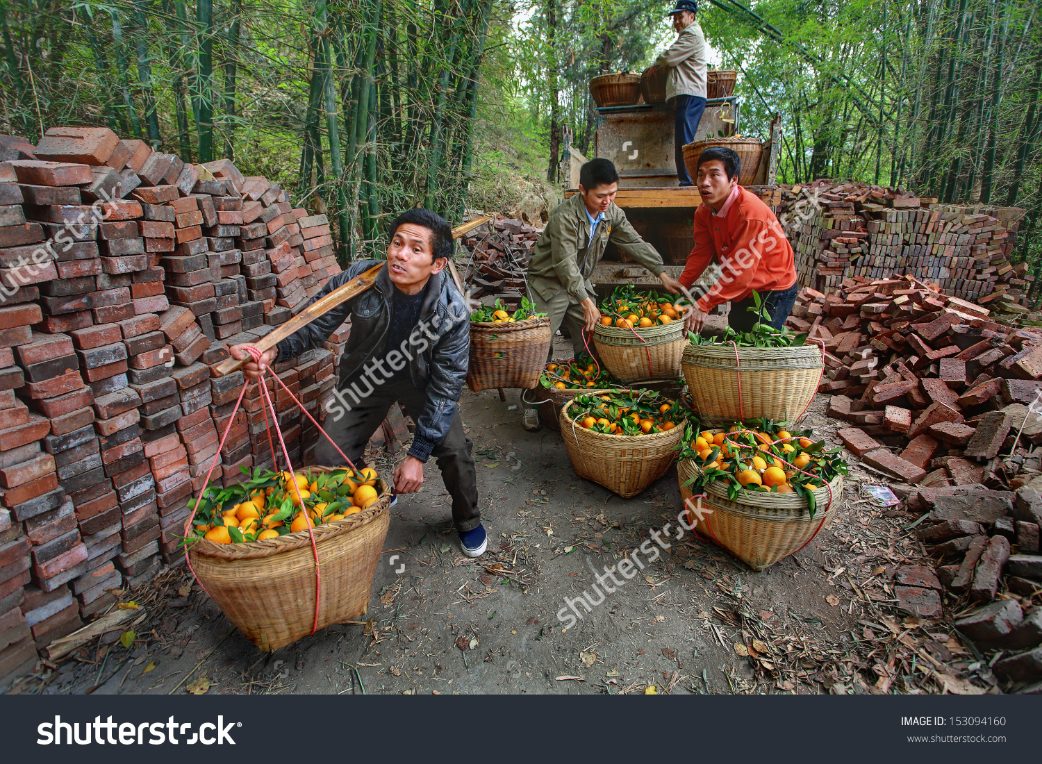 телега с апельсинами. логистика из китая. китайский носильщик. носильщик. носильщик из китая 4 буквы.