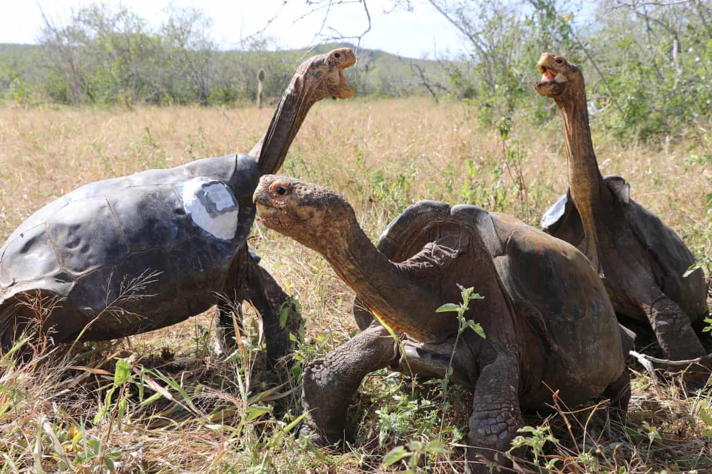 anna maria Galapagos Archipelago tortoises