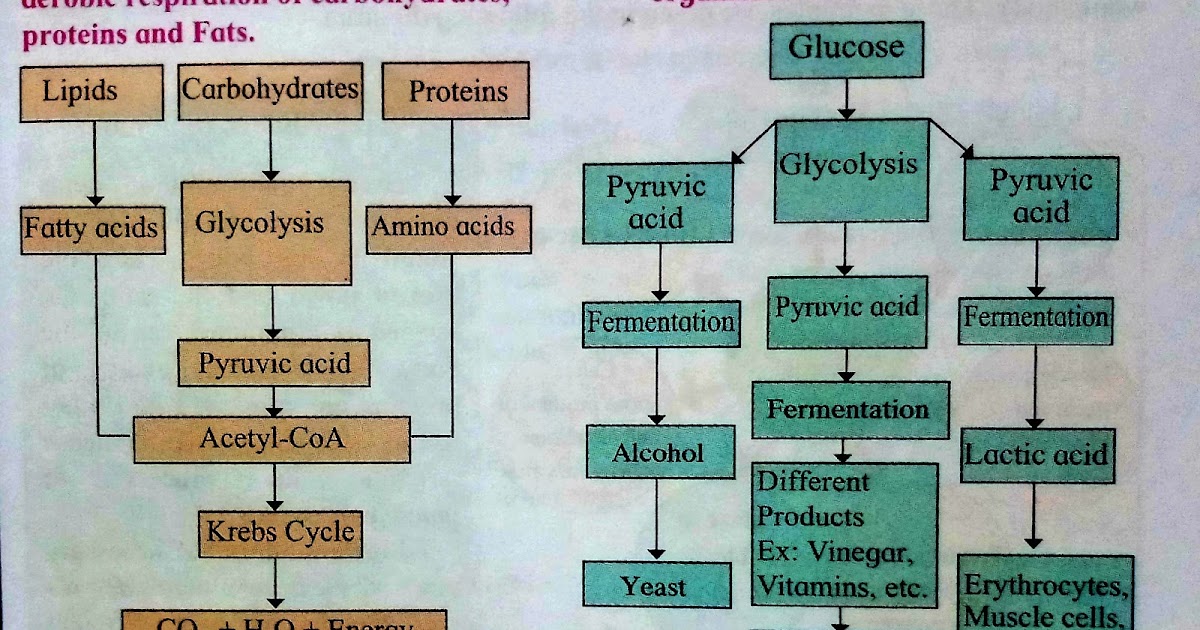 E-Learning SSC Science 2 Notes : Chapter - 2.2 Life Processes in living