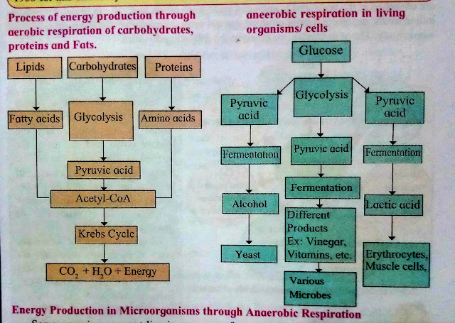 E-Learning SSC Science 2 Notes : Chapter - 2.2 Life Processes in living