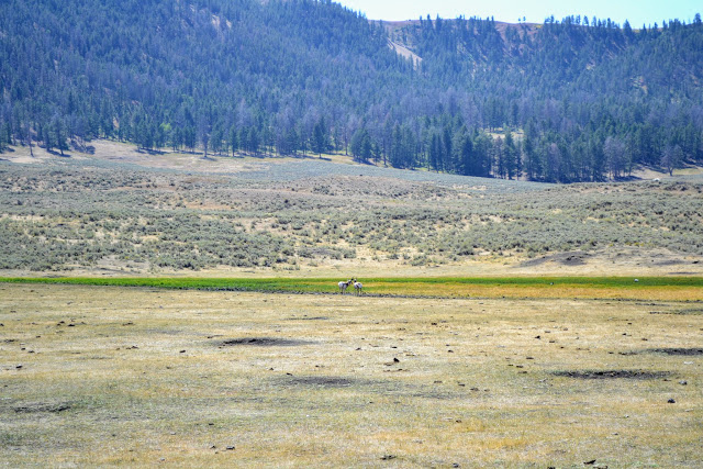 Вилоріг. Єллоустонський національний парк. Вайомінг. США (Pronghorn. Yellowstone National Park, Wyoming)