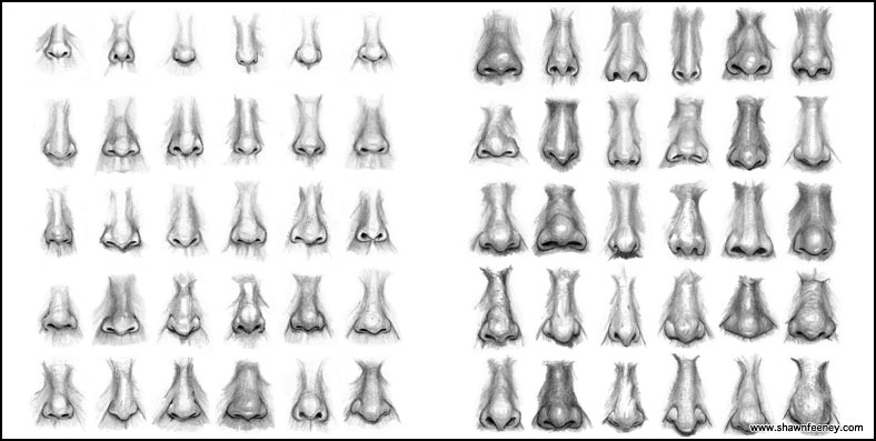 The Biologian: Nose Hairs in Humans - An Idle Evolutionary Speculation
