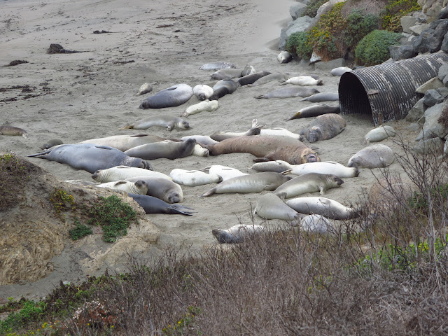 Elephant Seals San Simeon