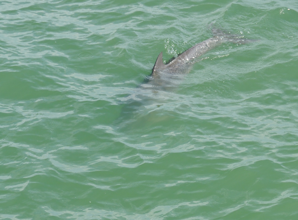 dauphin gris Naples Pier Floride Plage Baignade eau à 32°C dauphins