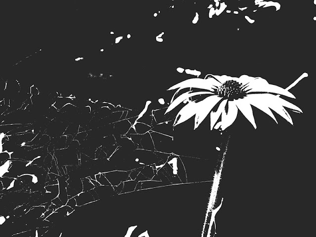 monochrome-daisy-