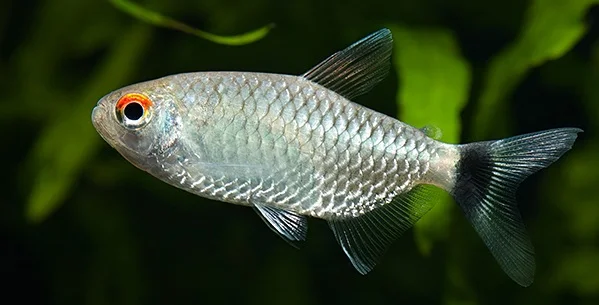 Red Eye Tetra - Cara Budidaya Ikan