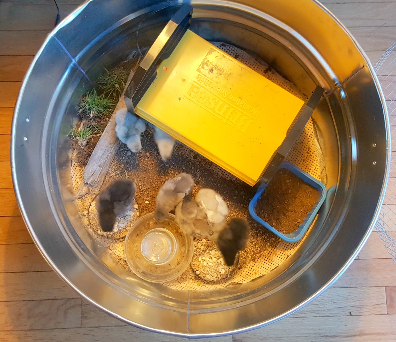 Seven Homemade Chick Brooders Fresh Eggs Daily® with Lisa Steele