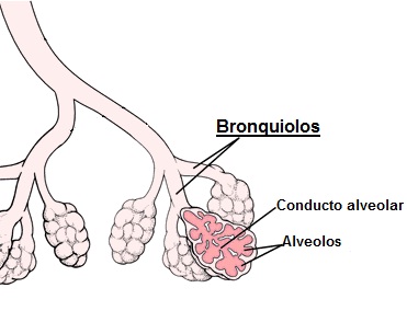 Bronquiolos