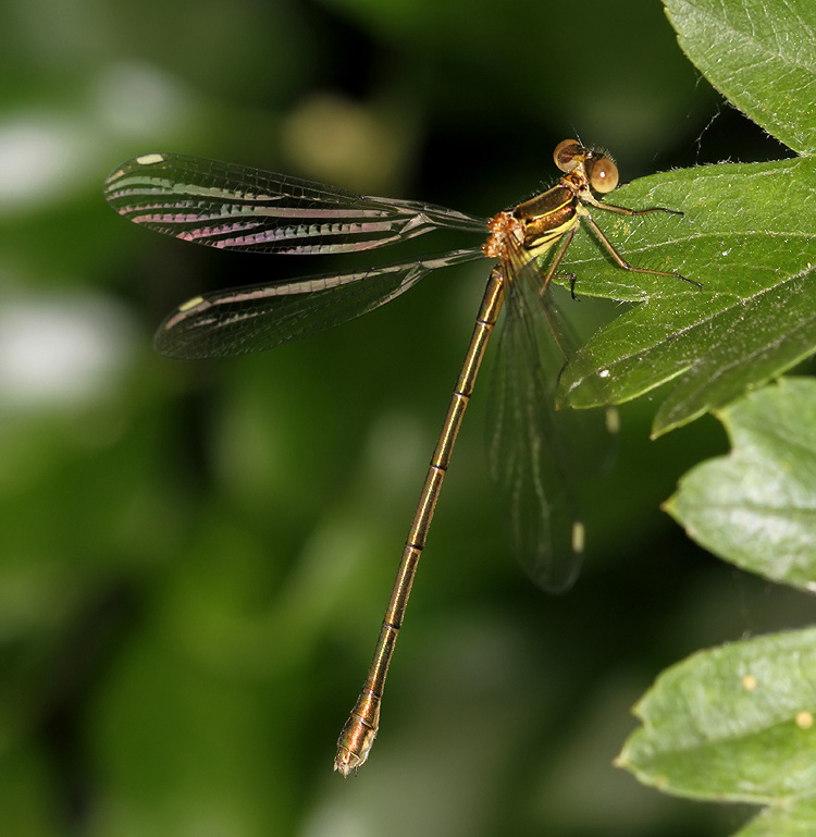 Kent Dragonflies Willow Emerald Damselflies Emerge