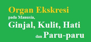 Organ Ekskresi pada Manusia, Ginjal, Kulit, Hati dan Paru-paru - Panduan soal