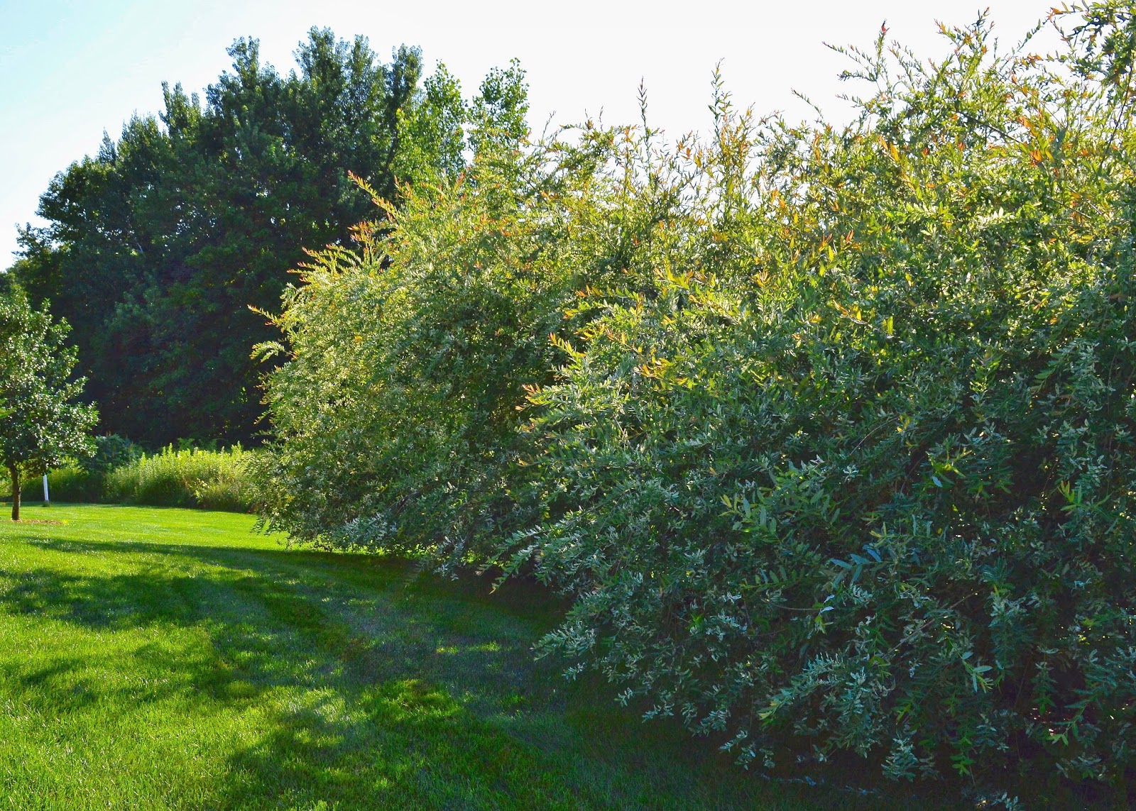 Plant Inventory At 20 Timothy Salix Integra Dappled Willow