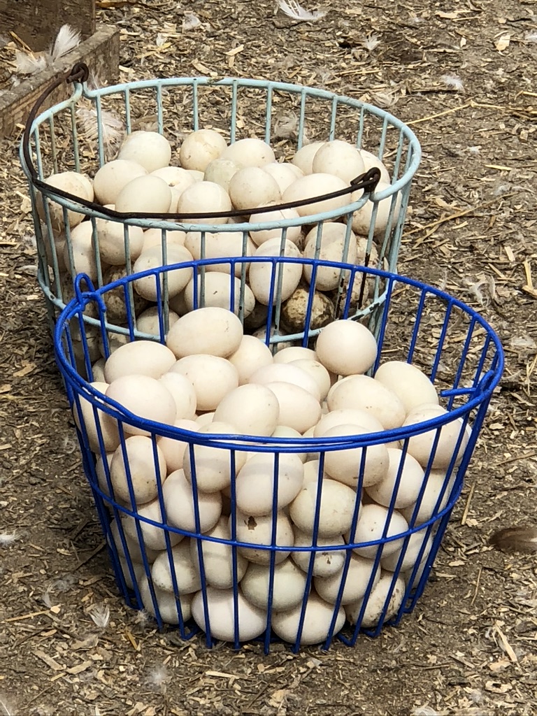 The Passionate Foodie Cavendish Game Birds From Quail to Balut