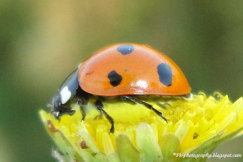 what do ladybugs eat
