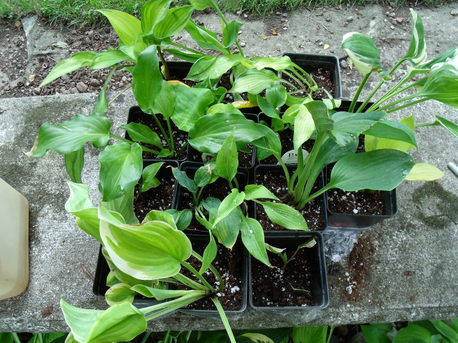 Gear Acres at Top of the Hill Ordering hostas online