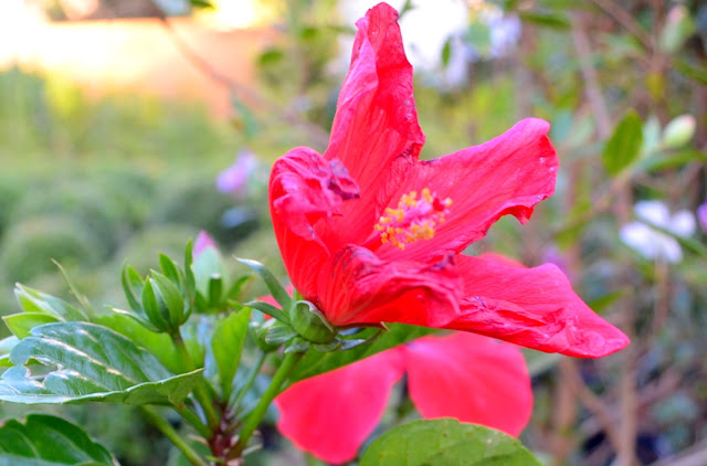 Foto Joaquim Dantas Fotografia/Arquivo