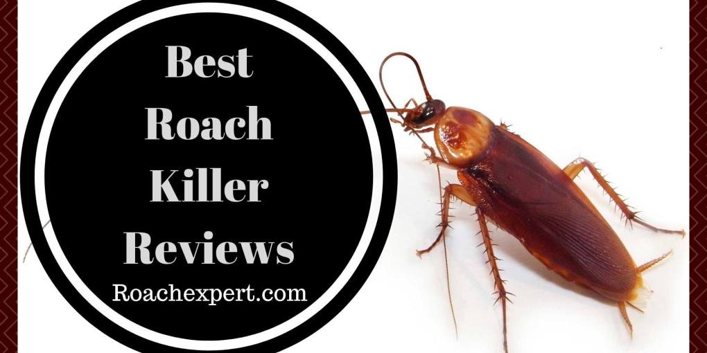 Best roach killer on the market