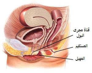 اعراض التهاب المثانة عند النساء