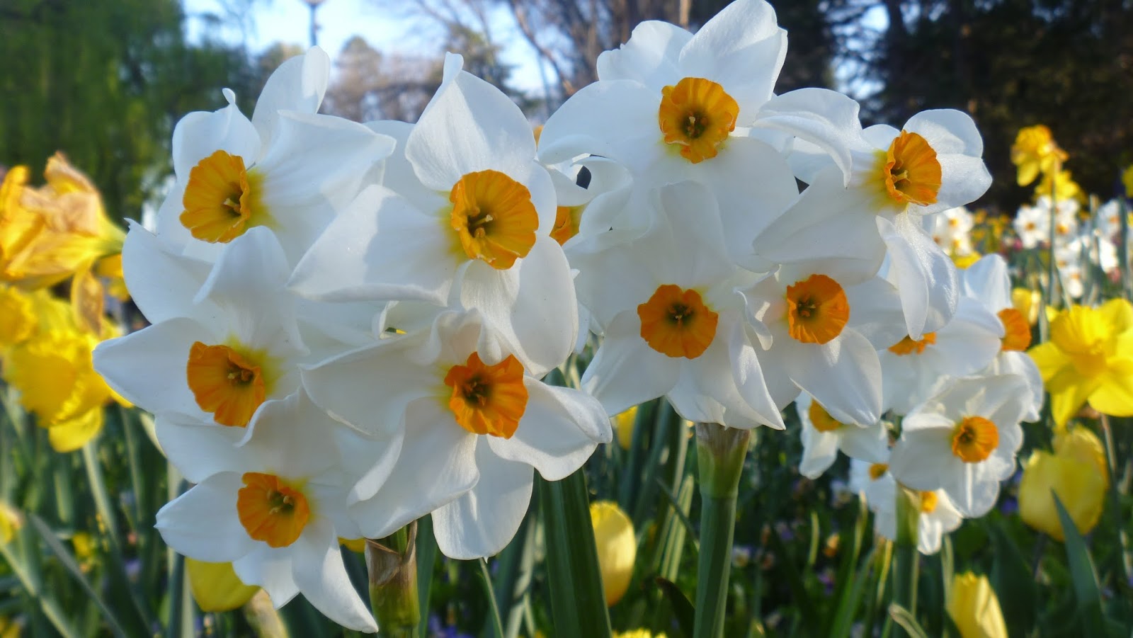 Forcing Bulbs A Howto Guide