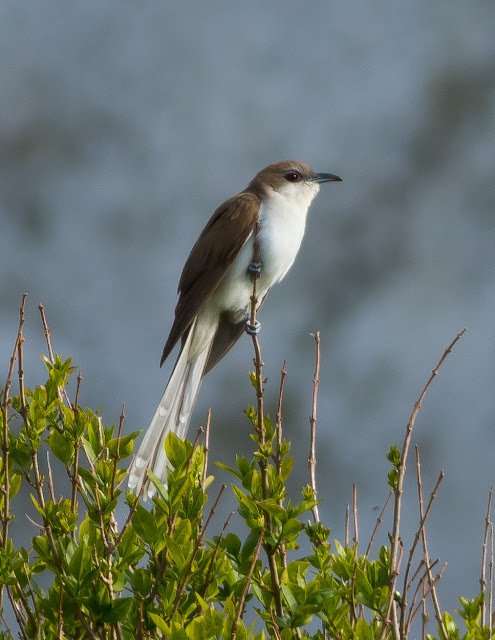 Black-billed Cuckoo - North Uist