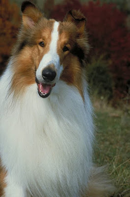 Lassie 1994 Movie Image 2