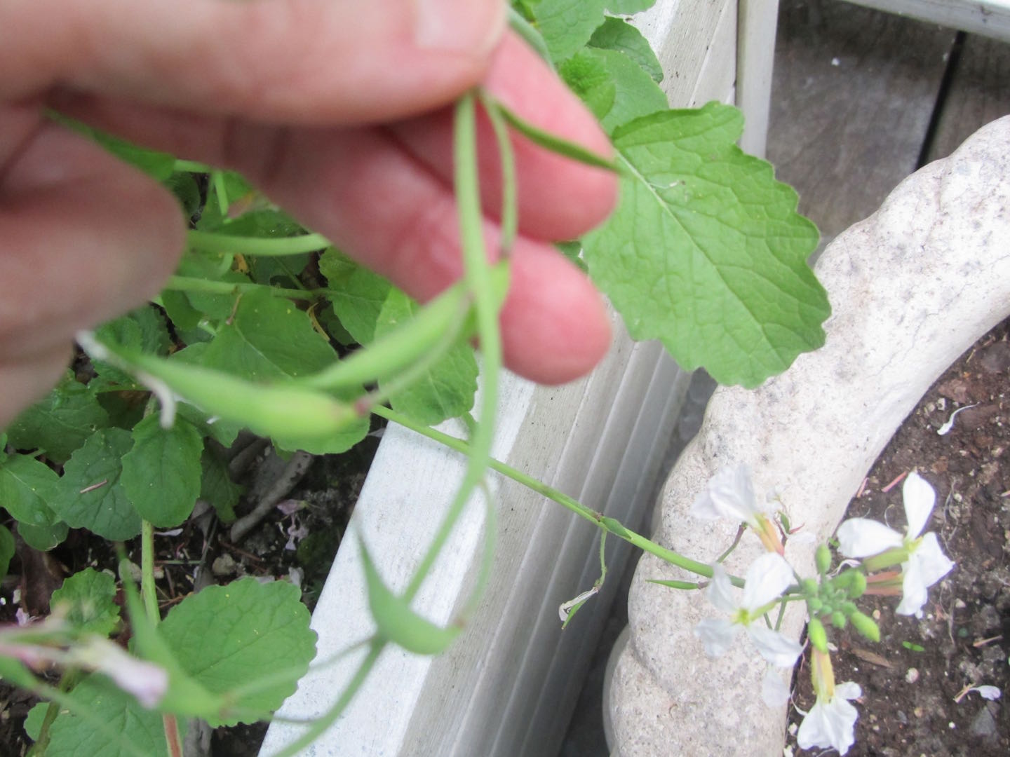 creative savv The Last Bit of the Radish That We Eat the Seed Pods
