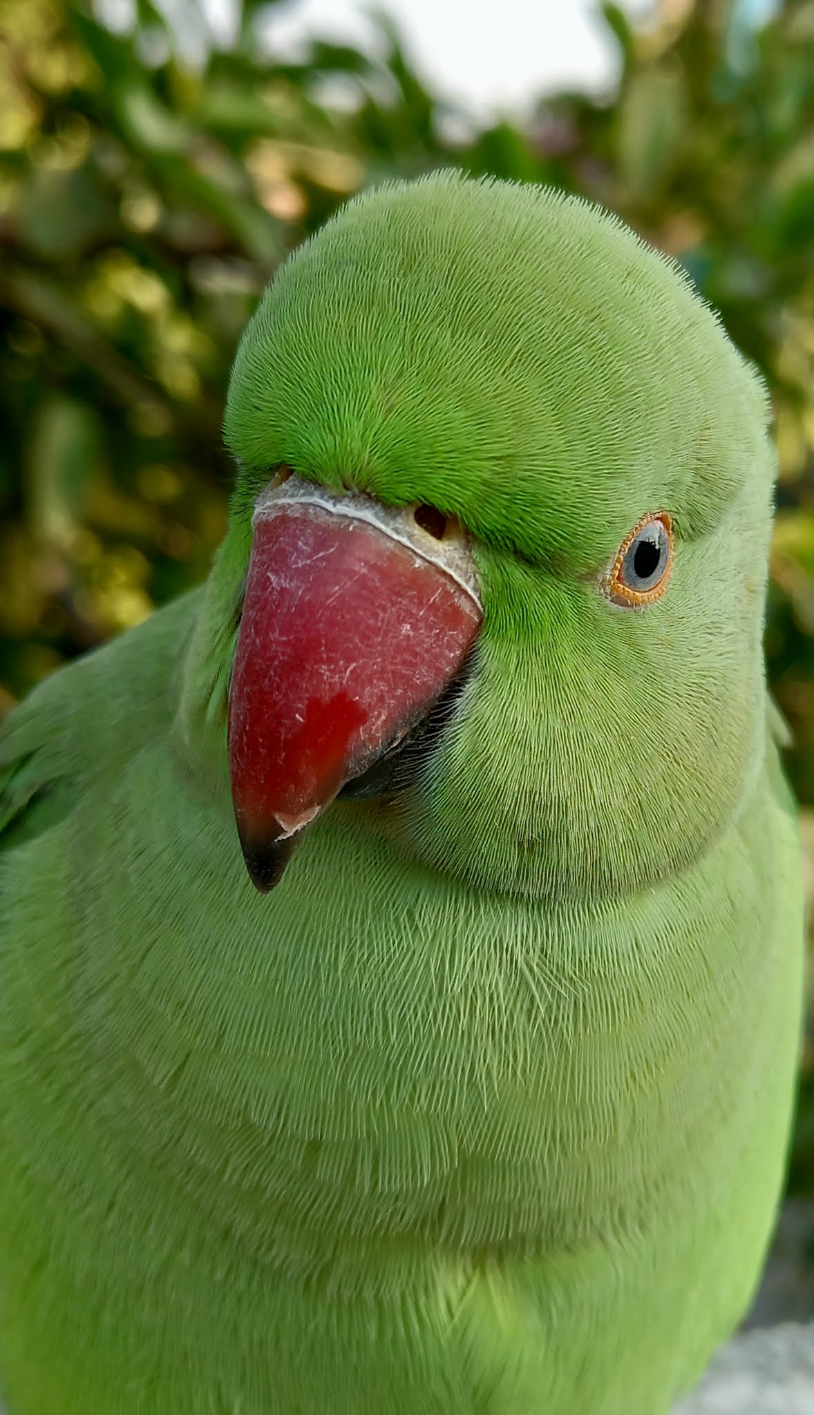 Indian Ring Neck Parrot Image