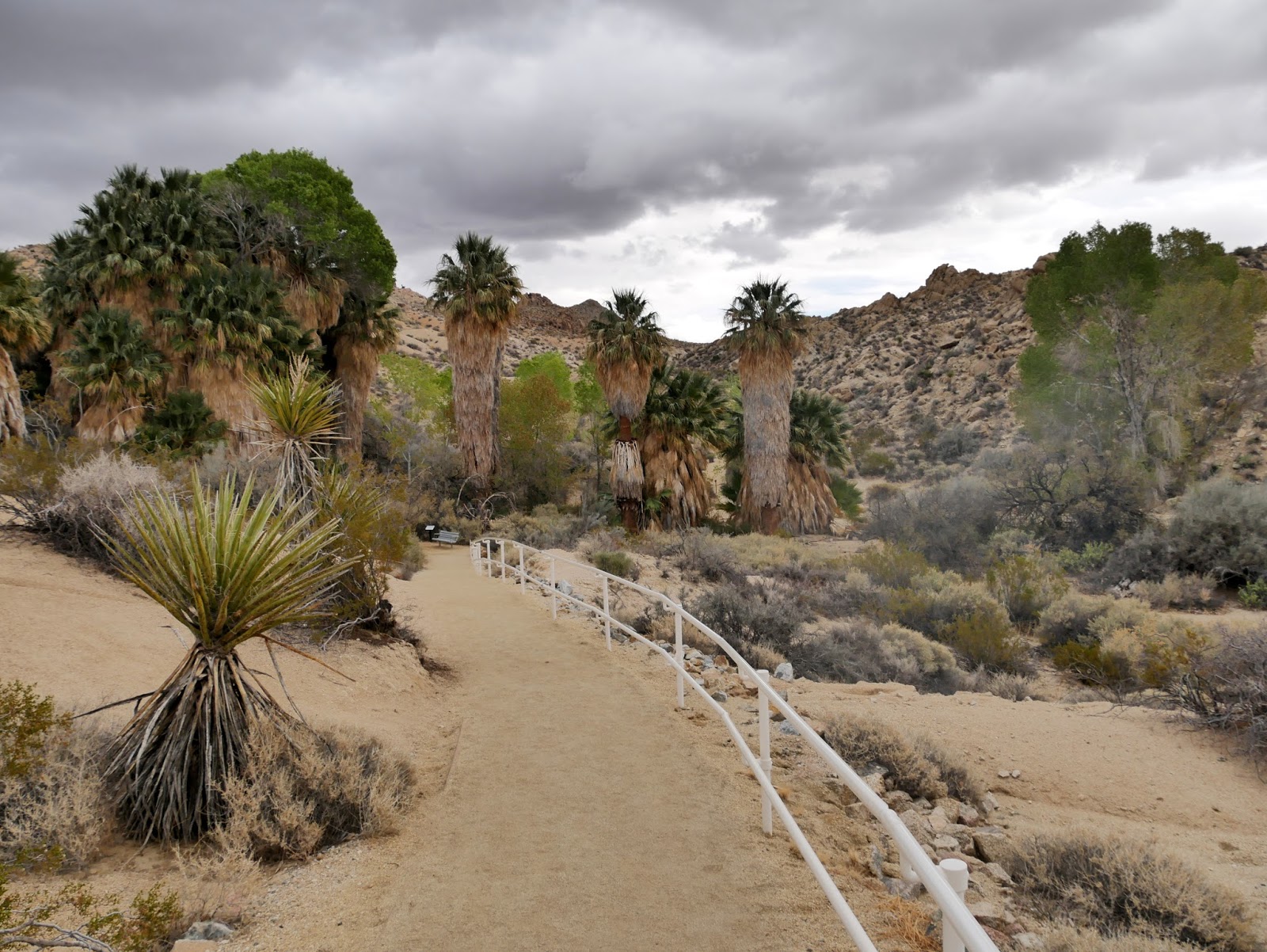 American Travel Journal Cottonwood Spring Joshua Tree National Park