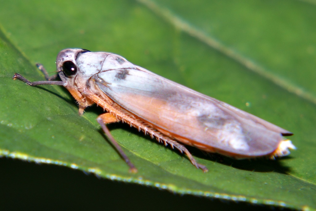 Leafhopper
