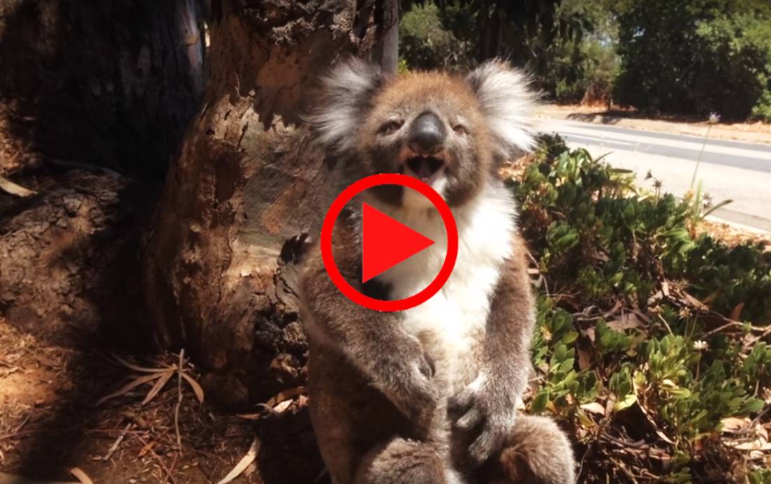 Koala Gets Kicked Out Of Tree and Cries! VIDEO Word In Picture