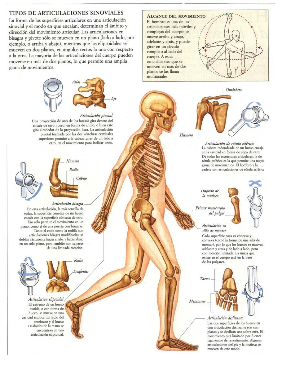 Biología didáctica octubre 2011