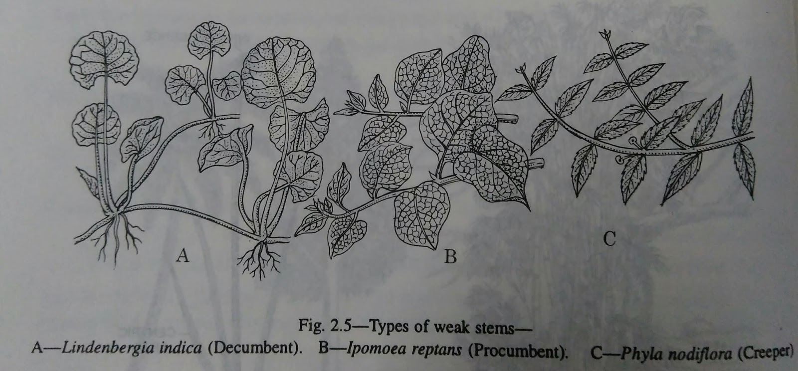 Stems kinds of stems, strong stems,weak stems digieduco