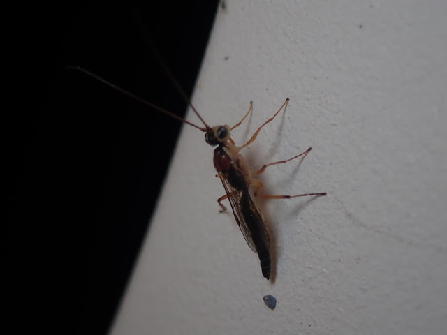Oedemopsis scabricula Oedemopsis scabricula
