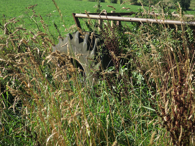 What I think must be a mobile feed trough, mostly buried by wild plants. 20th September 2021