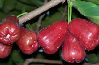 Cung cấp giống cây roi đỏ thái lan quả to ăn ngọt cho năng suất rất cao.
