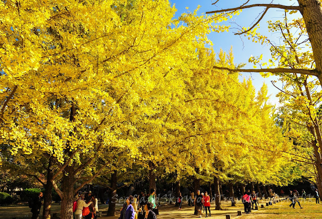 南怡島紅葉 Nami Island