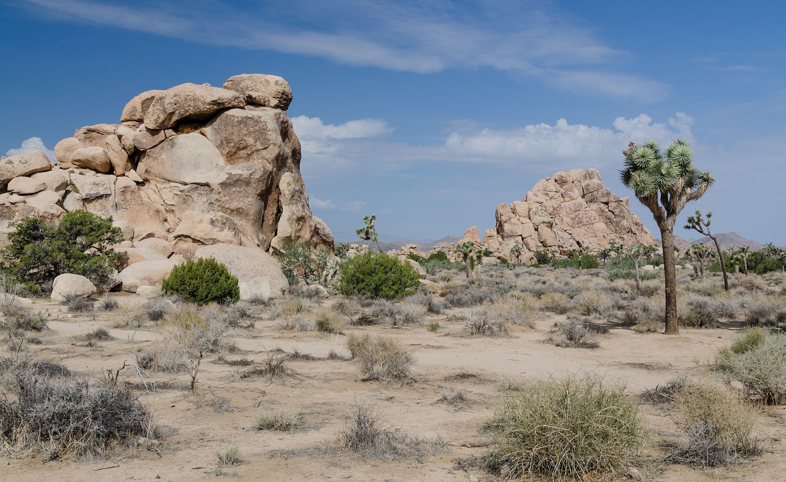 Meet A Tree Tree Destinations The Joshua Tree National Park Southeastern California