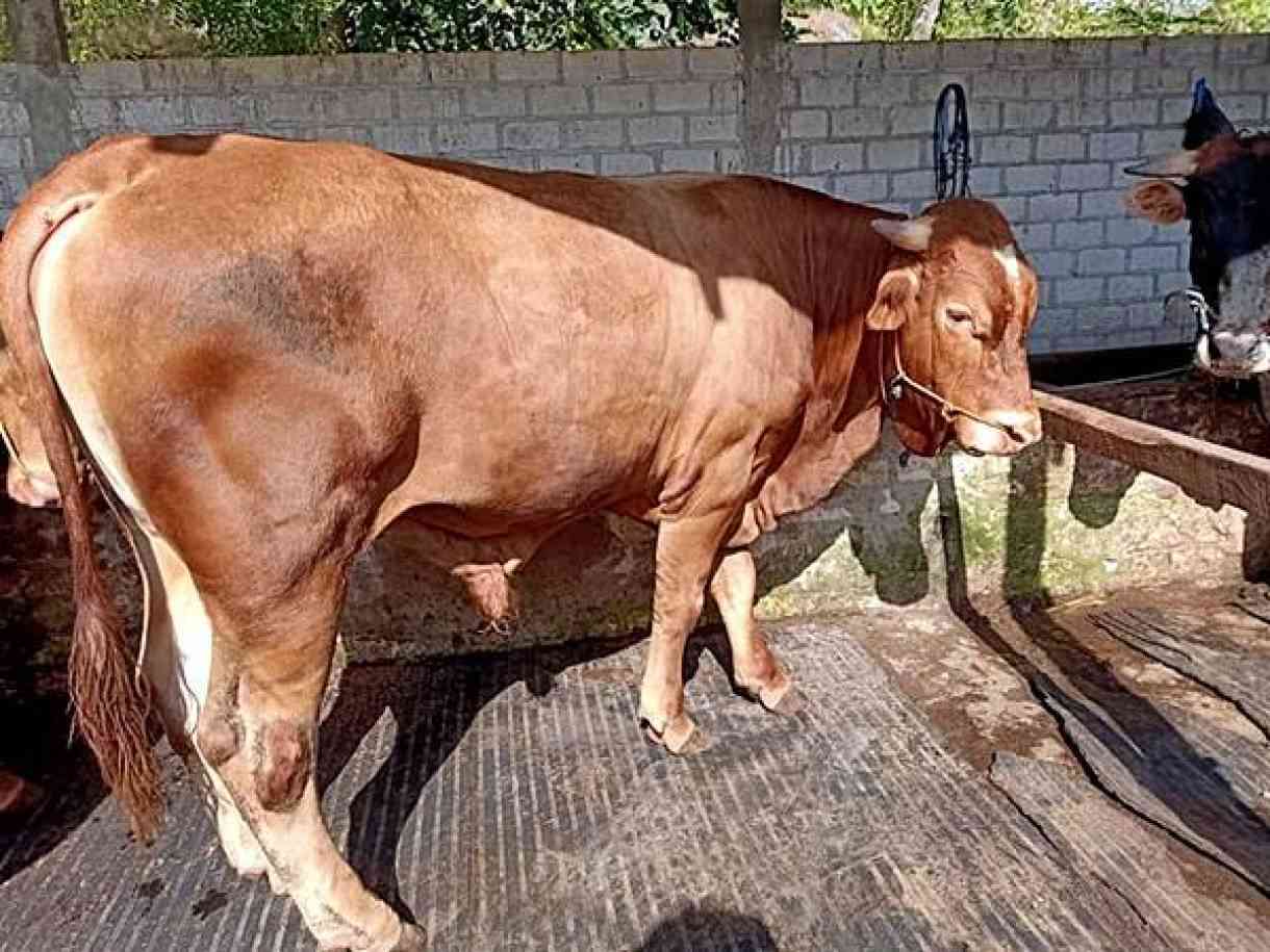 Sapi, kambing dan Enam Warga di Tulungagung Terpapar ‘Antraks’, Trenggalek Langsung Lakukan Proteksi Wilayah