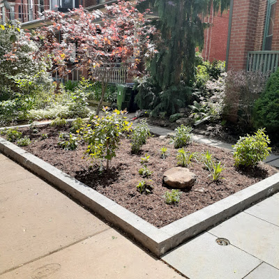 Harbord Village Toronto pollinator-friendly garden makeover after by Paul Jung Gardening Services--a Toronto Gardening Company